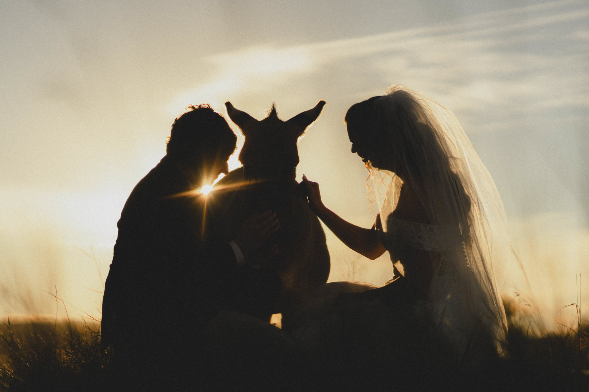 Bride and groom silhouette against a sunset petting a donkey