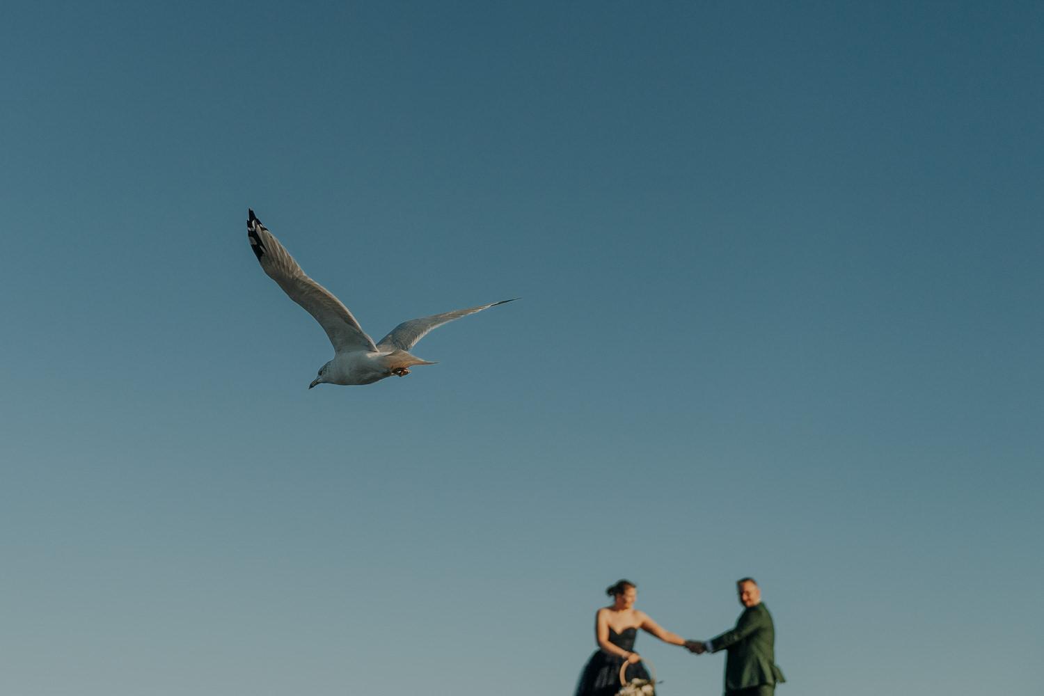 Creative portrait of bride and groom with seagull, quebec